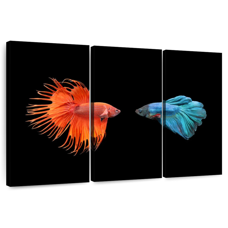 Brampt Betta Fish Meet, 20" H x 33" W