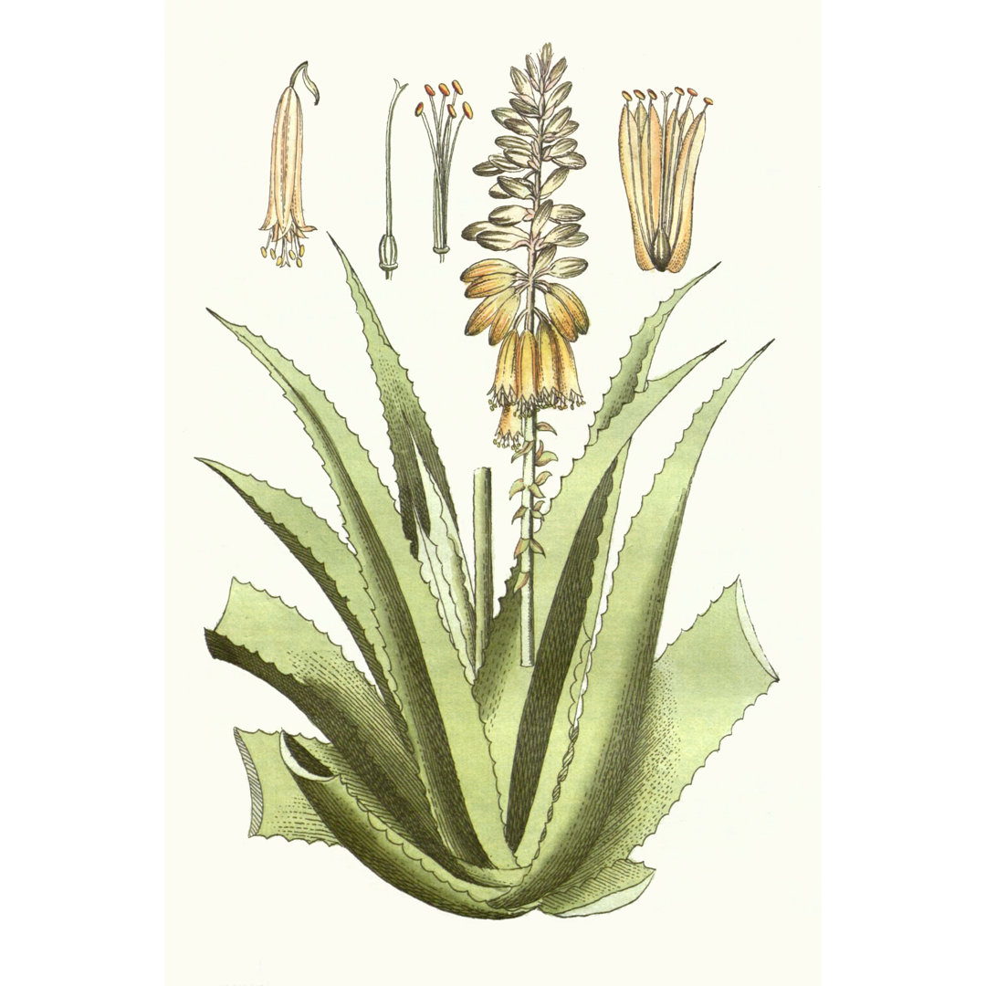 Leinwandbild Antique Aloe II