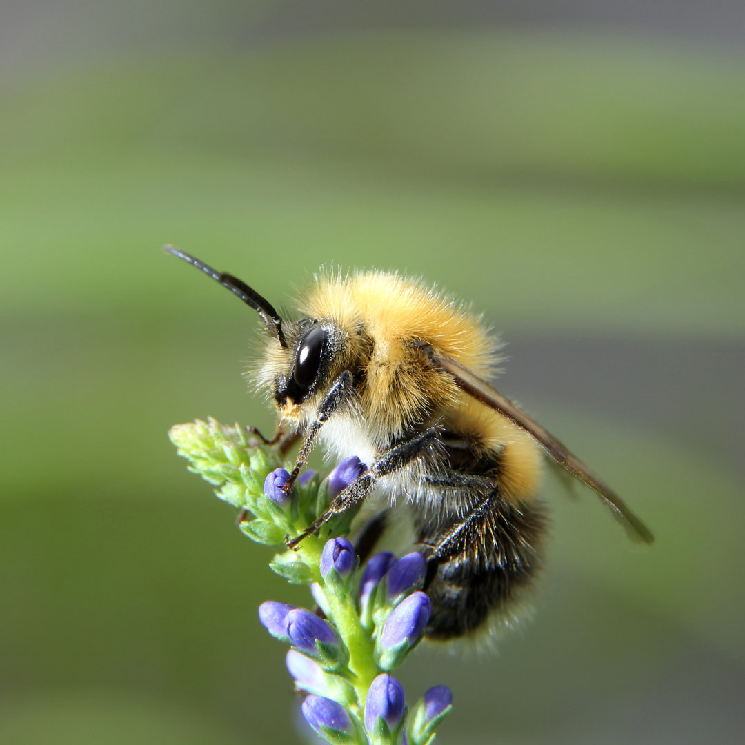 Zottelige Hummel von ASB - Leinwandbild