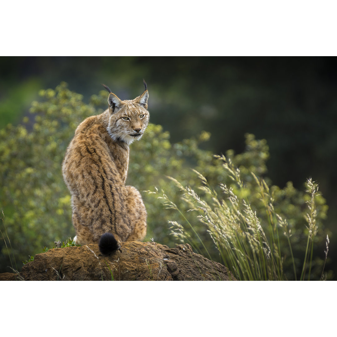 Leinwandbild Lynx Portrait