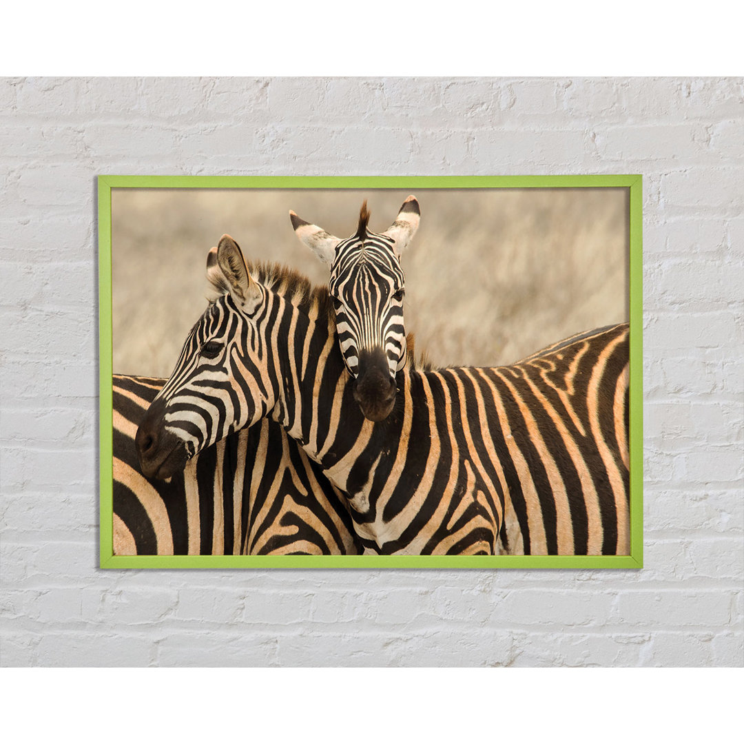 Zebra Duo Love Gerahmter Druck