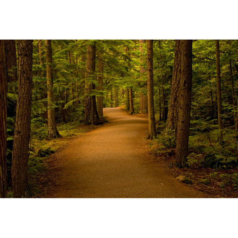 «Path In The Forest» par Stitchbabe - reproduction d'art sur toile tendue, L 48 po x H 32 po
