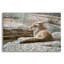 "Coyote au repos" par Ron Parker-1388143534