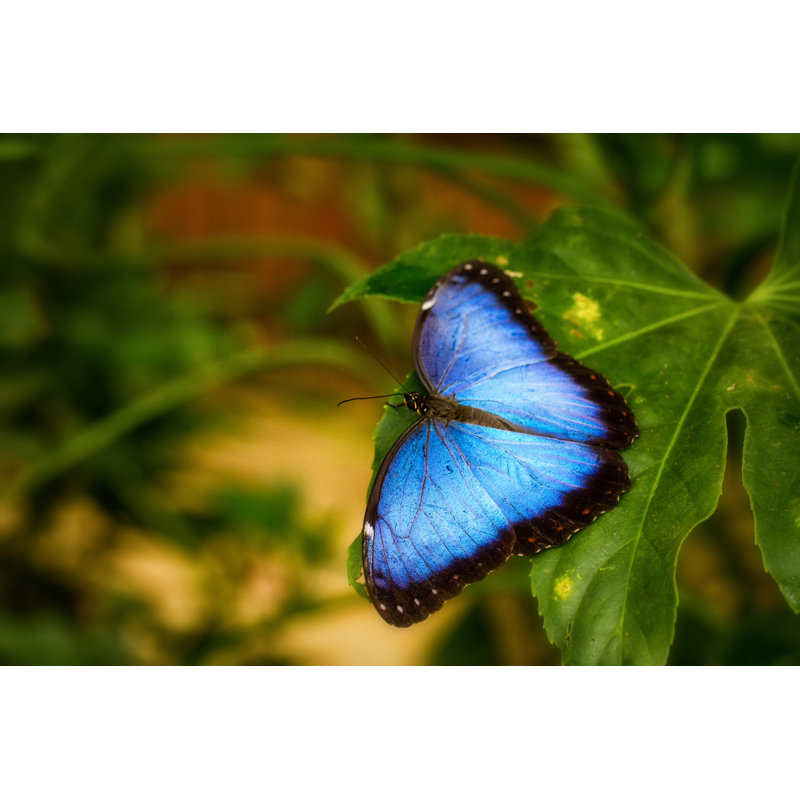 Chuan Morpho Butterfly - Photographie sur toile tendue, H 8 po x l 12 po