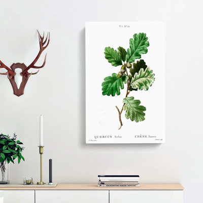Oak Tree by Pierre-Joseph Redoute - Wrapped Canvas