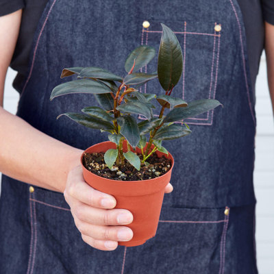 House Plant Shop Live Ficus Plant