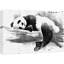 Animaux, aquarelle, explosion, noir et blanc, panda endormi-100095235-99542988