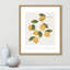 Amalfi Lemons - cadre photo, impression-66318814-66318804