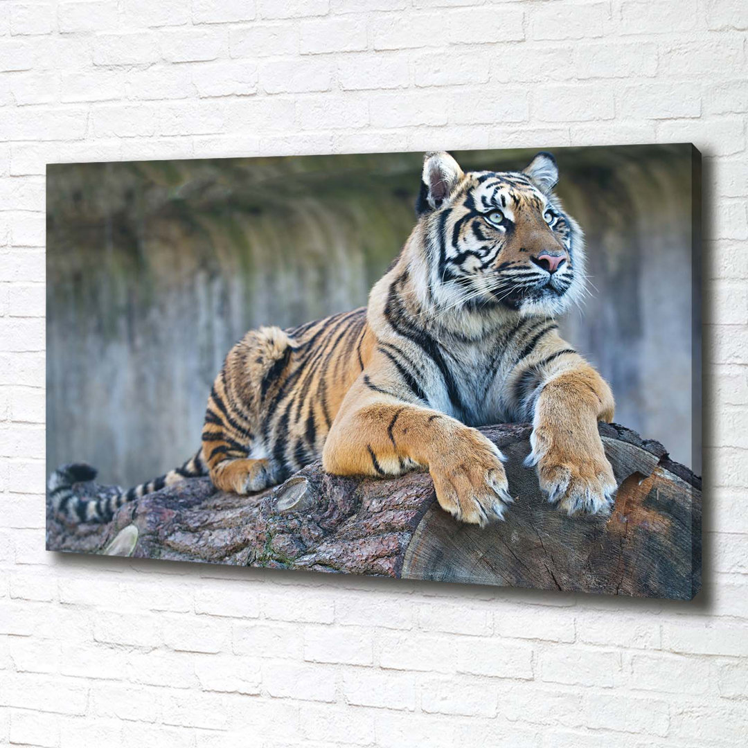 Tiger - Kunstdrucke auf Segeltuch