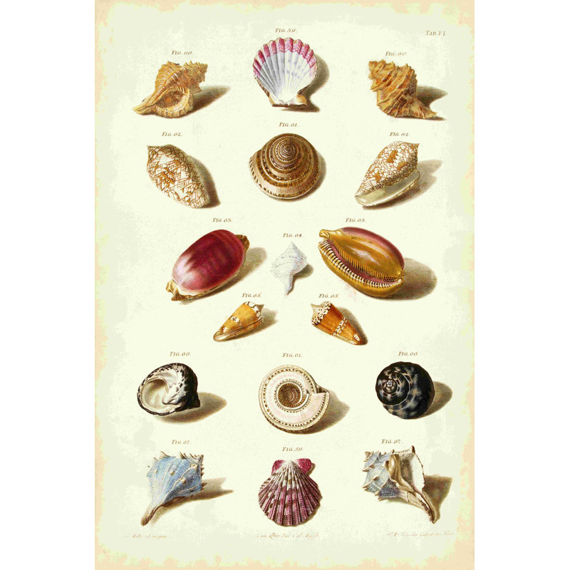 " Mller Shells Tab. VI " by Gabriel Muller, 18" H x 12" W  