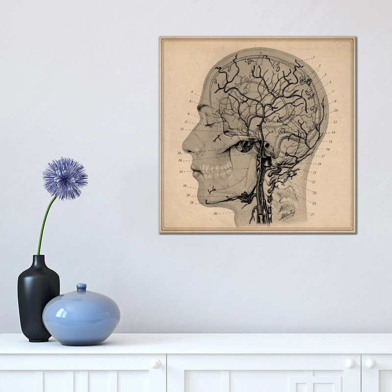Anatomy Of Human Head by Unknown Artist - Wrapped Canvas Print, 45.72 cm H x 45.72 cm W x 1.91 cm D