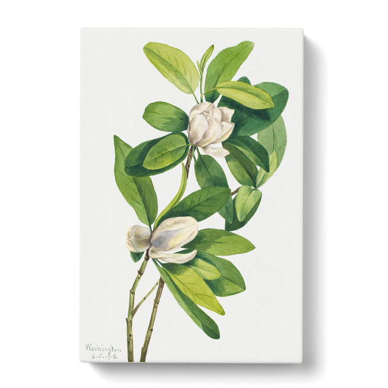 Swamp Magnolia by Mary Vaux Walcott - Wrapped Canvas Painting, 50cm H x 35cm W x 3cm D