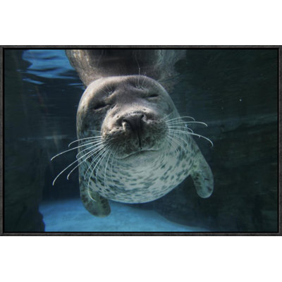 " Spotted Seal, Japan "