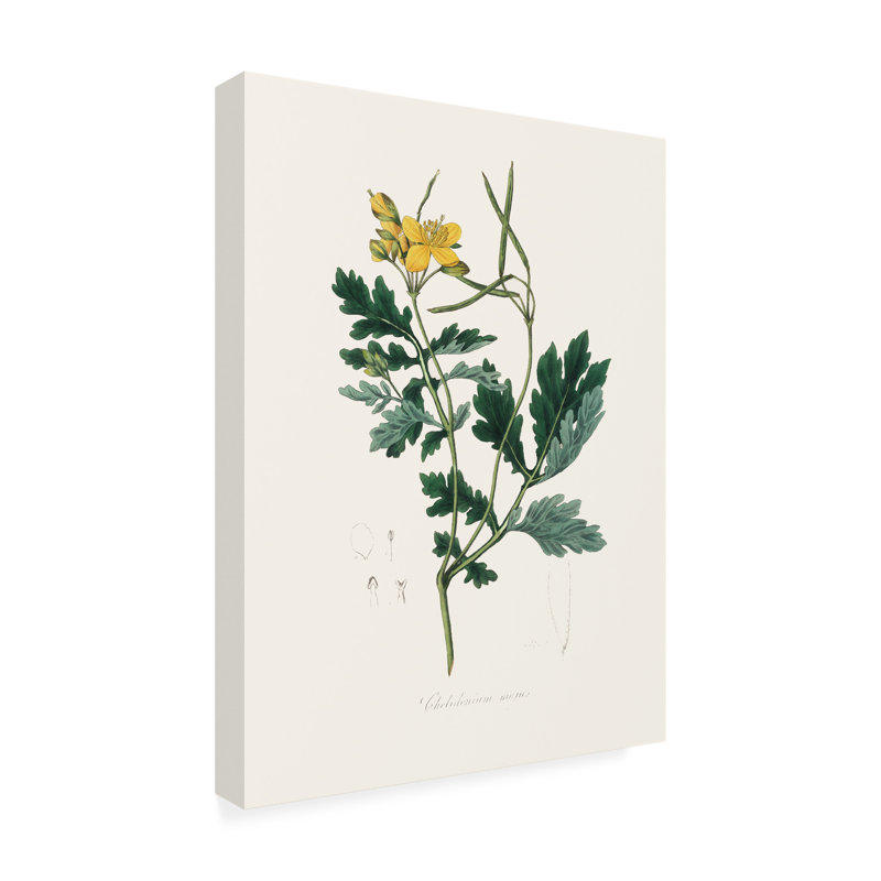 "John Stephenson and Majand Celandine", art médical sur toile, H 24 po x l 18 po