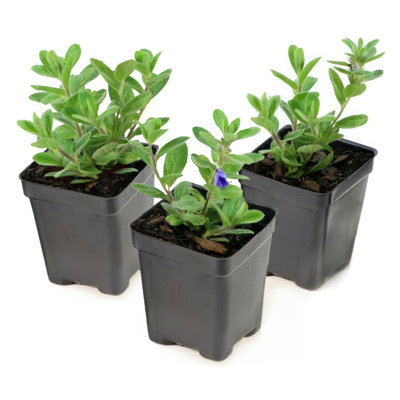 3.25 in. Evolvulus Beach Bum (3-Pack)