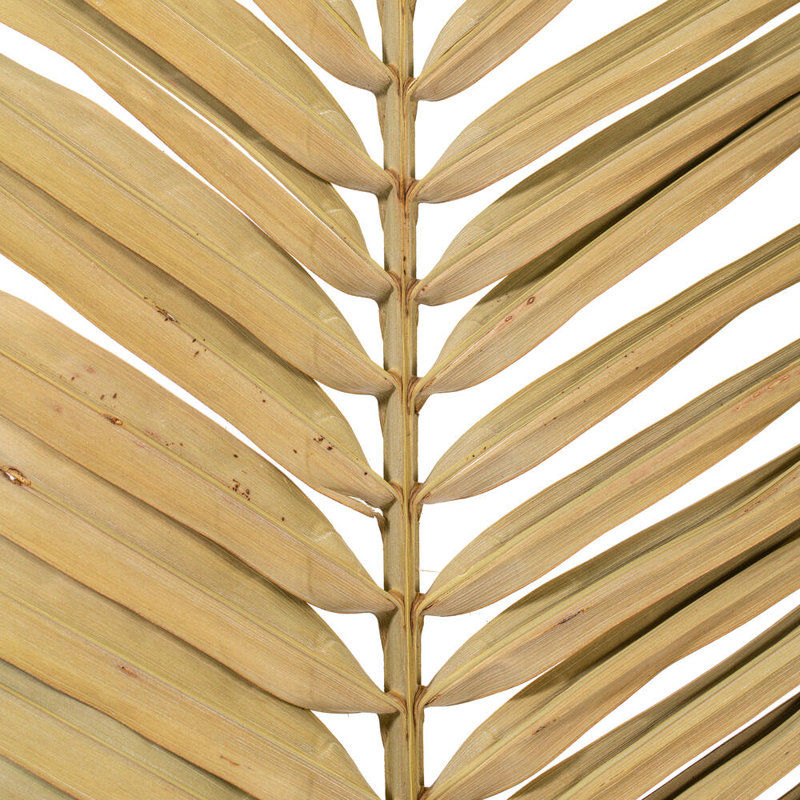 Palm Plant, Natural