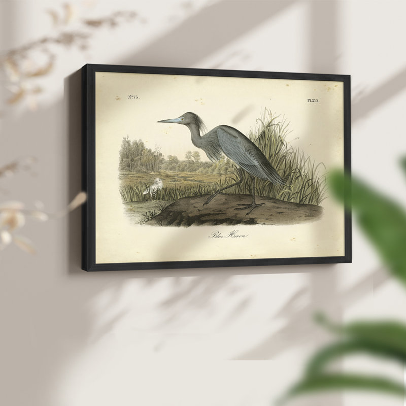Audubons Blue Heron -Framed Print - Restickable, Black, 16" H x 20" W