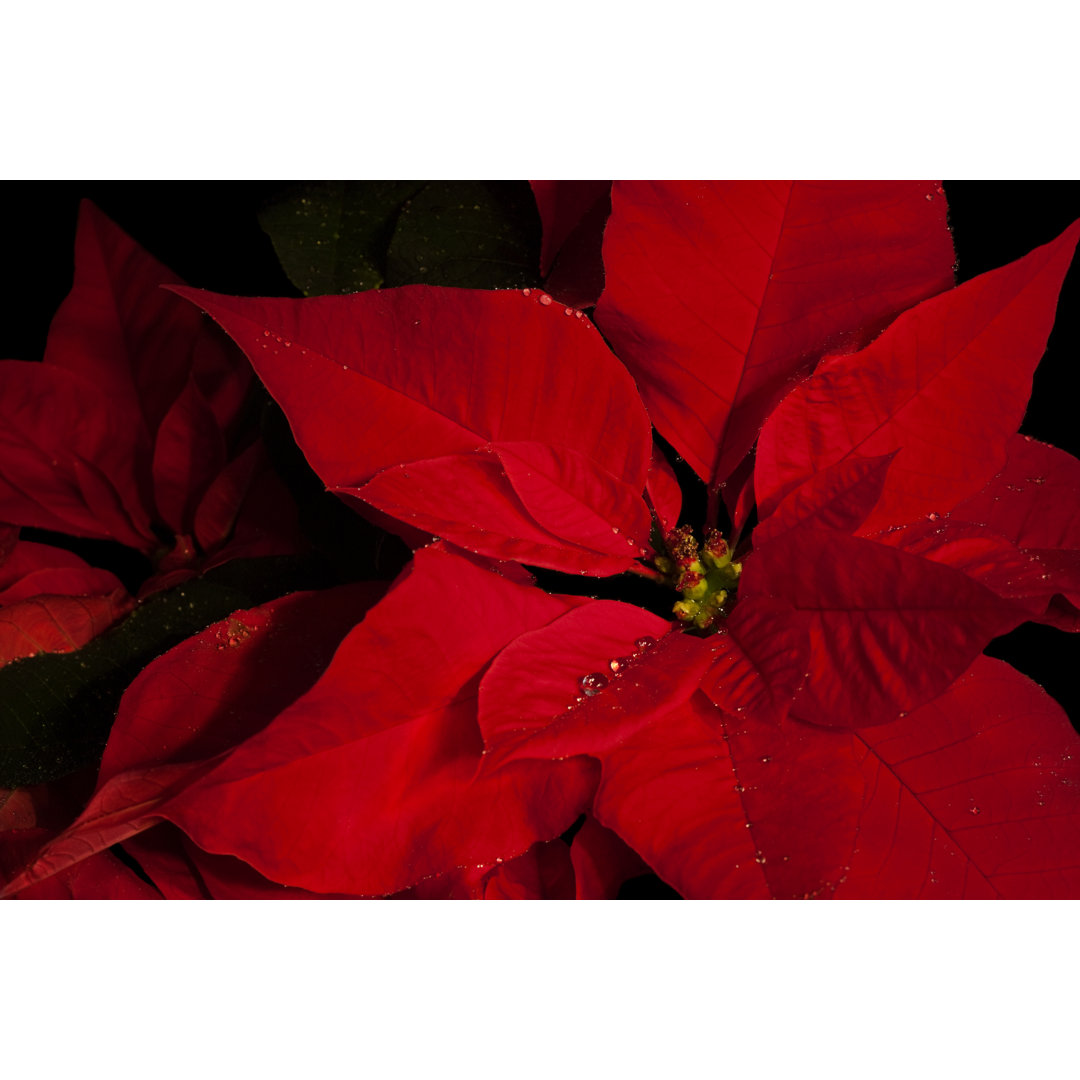 Poinsettia Close-Up von Missing mm - Leinwandbild