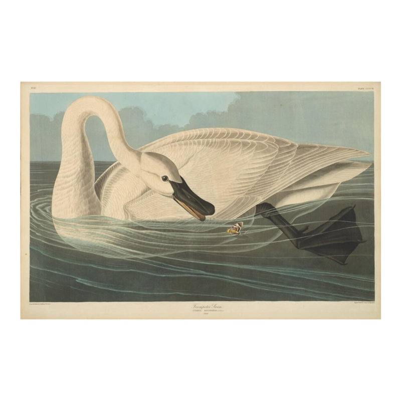 «Trumpeter Swan» par John James Audubon - estampe numérique, H 16 po x l 20 po