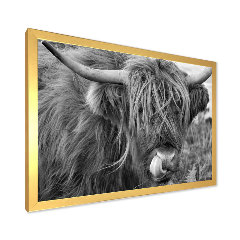 «Scottish Cow on Moorland II» - photographie sur toile, H 12 po x l 20 po x p 1 po, Cadre doré