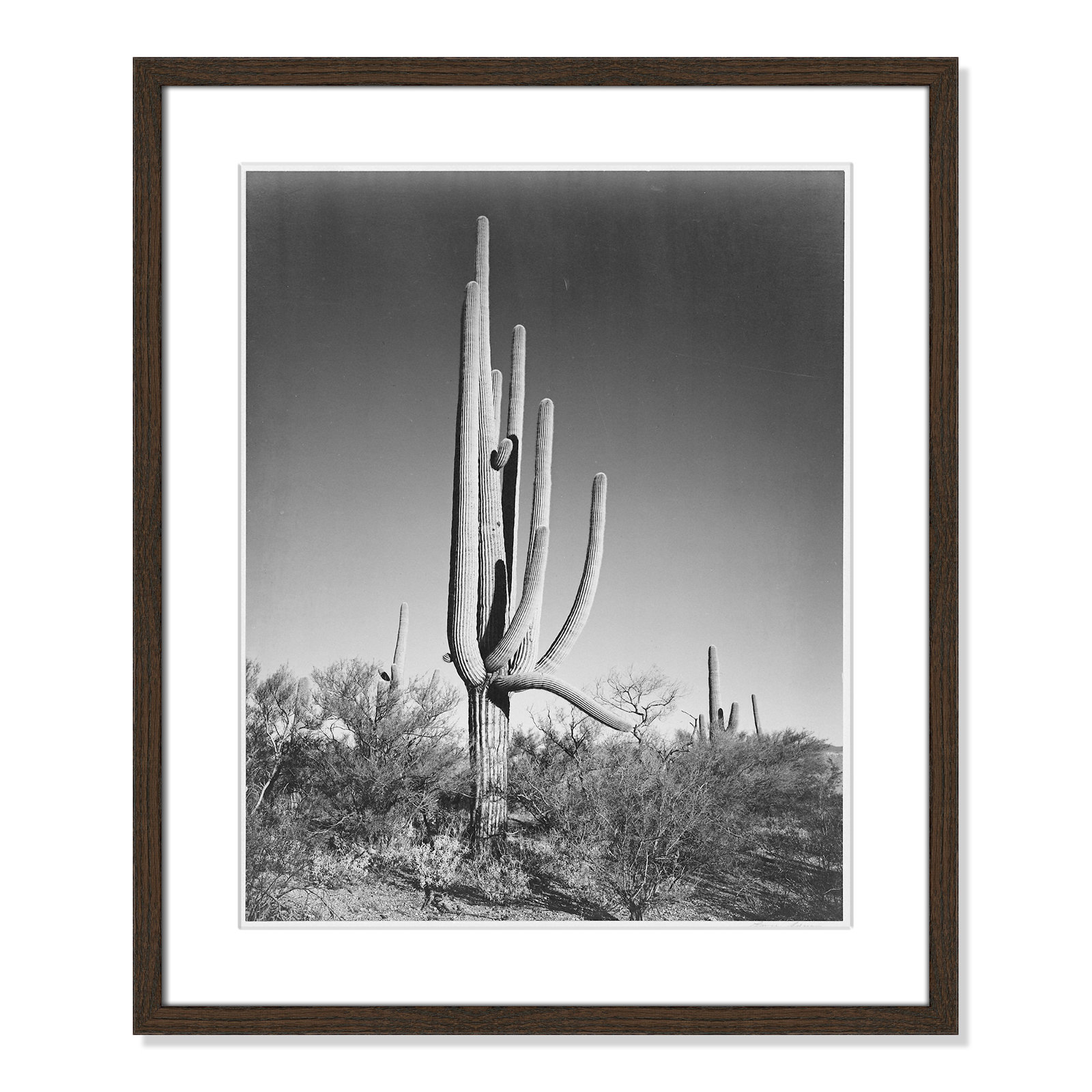 Cactus In Saguaro National Monument In Arizona by Ansel Adams, Walnut, 25.5" H x 21.5" W x 0.75" D