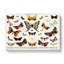 Butterflies & Moths by - Wrapped Canvas-55362791