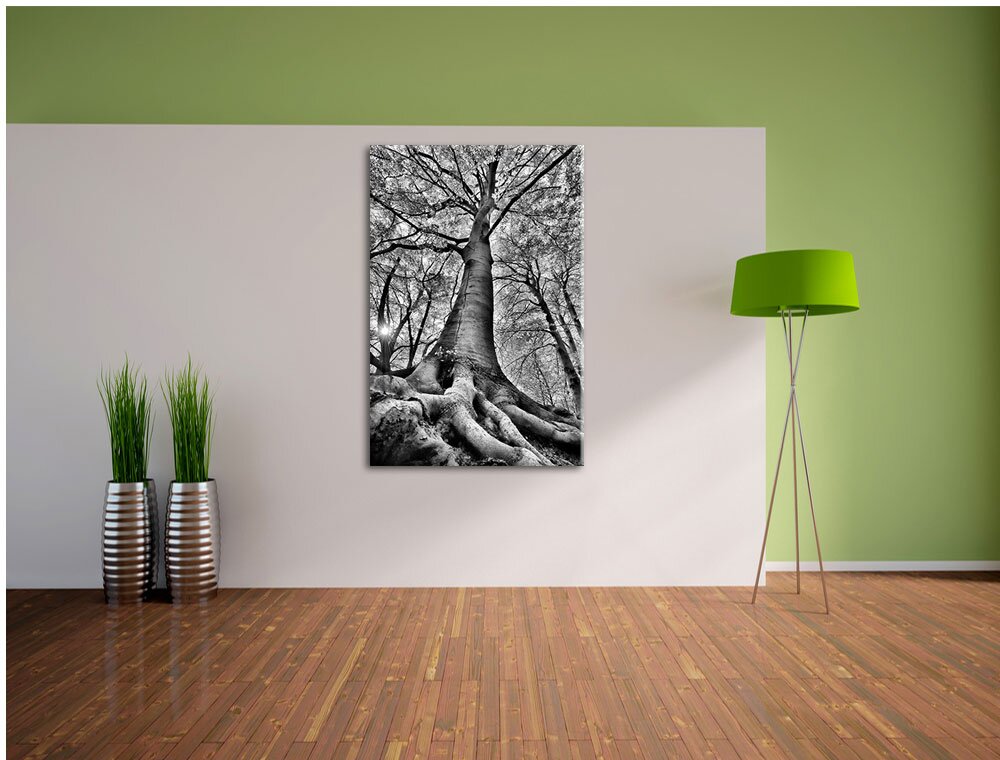 Leinwandbild Riesiger Baum im Dschungel in Monochrom