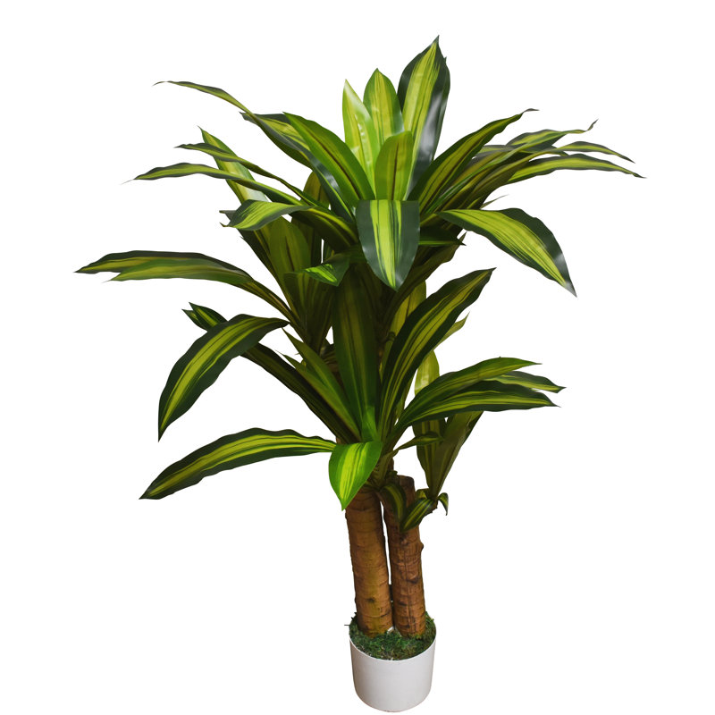40 po Dracaena plante en pot blanc
