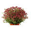 Pot à fleurs en acier galvanisé Jayia
