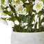 Arrangement in Pot-111171168-111171169