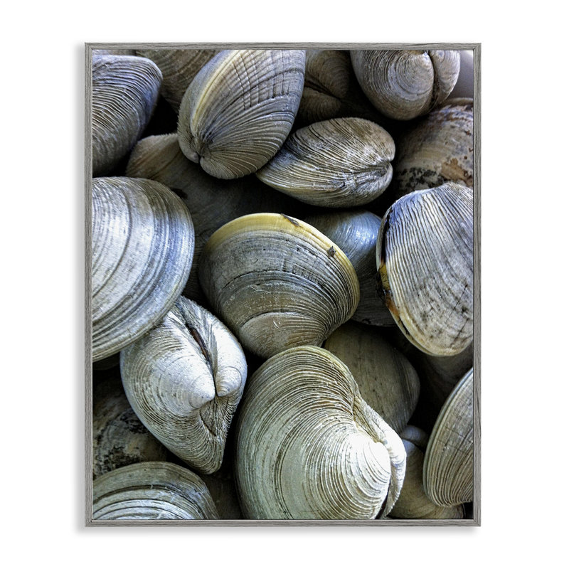  «Marine Clams Pile», art de la giclée encadrée par Graffi *ee Studios, H 20 po x l 16 po, Estampe numérique Farmhouse