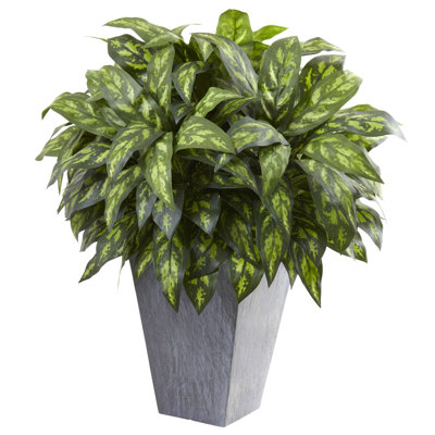 Silver King Silk Plant with Slate Planter