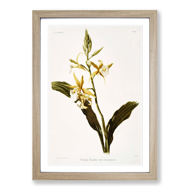 Magnolia Flowers Illustration Tab. 69 by Frederick Sander - Picture Frame Painting Print, 60cm H x 40cm W x 2cm D, Oak