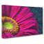 Bright Pink Gerbera Flower Painting - Wrapped Canvas-56658445