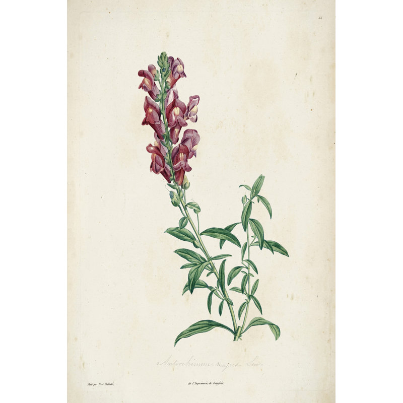 Botanique traditionnel I, H 30 po x l 20 po x P 1,25 po