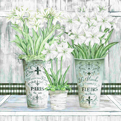2882649_Pots multiples Amaryllis