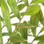 Zamia Uttermost dans un pot de fleurs