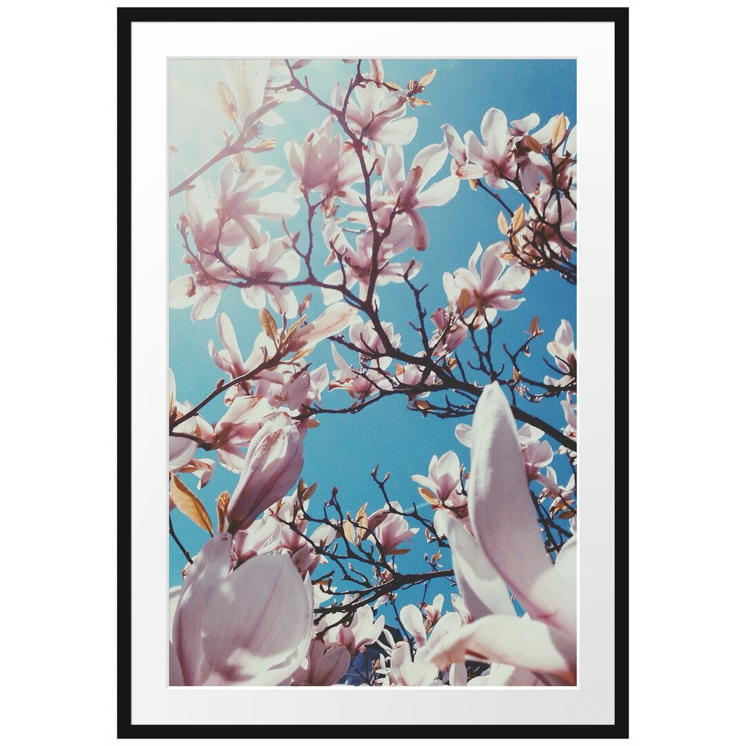 Gerahmtes Poster Zarte Rosa Magnolie Blüten