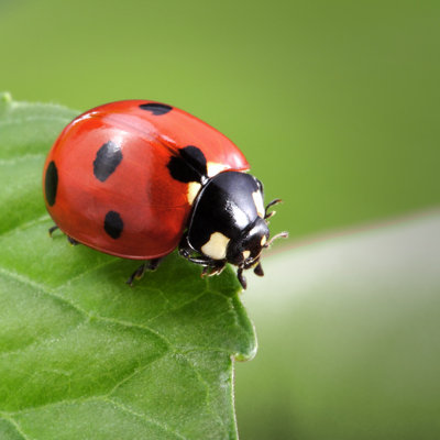 Coccinelle - Photographie sur toile tendue