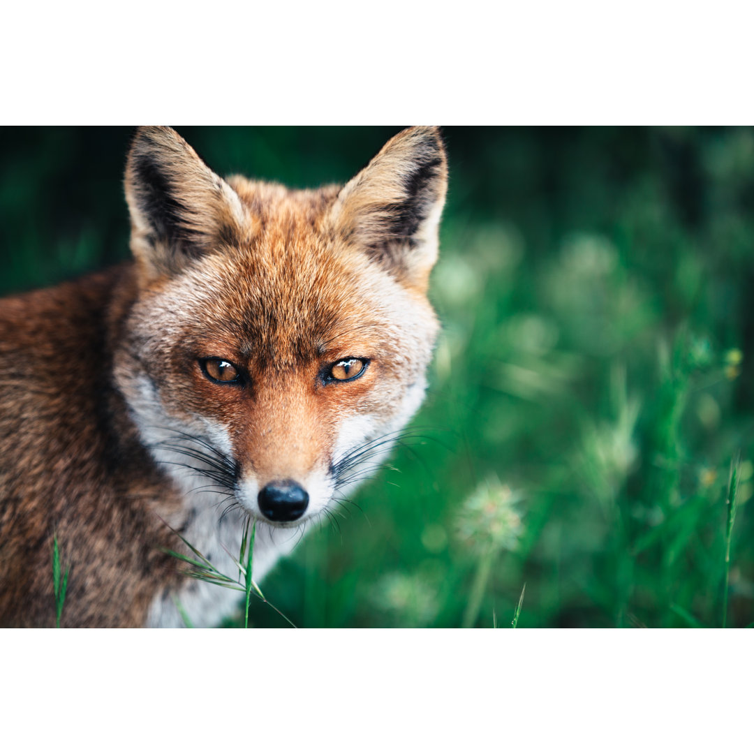 Fuchs auf der Wiese von Borchee - Drucken