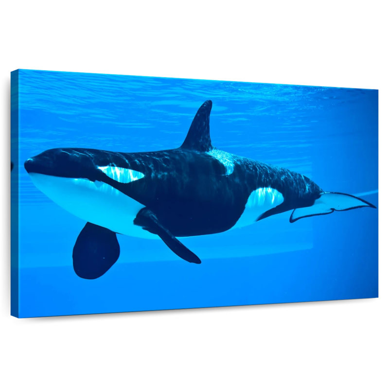 Brampt Friendly Killer Whale, 16" H x 24" W