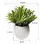 Digby Artificial Plant in White Pot Set