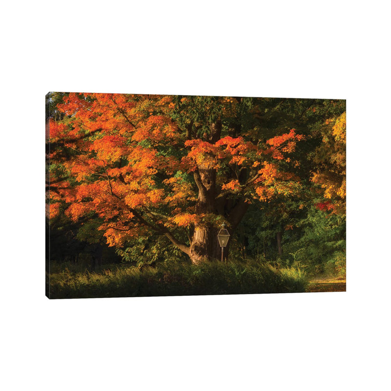 Old Oak by David Gardiner - Wrapped Canvas Gallery-Wrapped Canvas Giclée, 12"H x 18"W