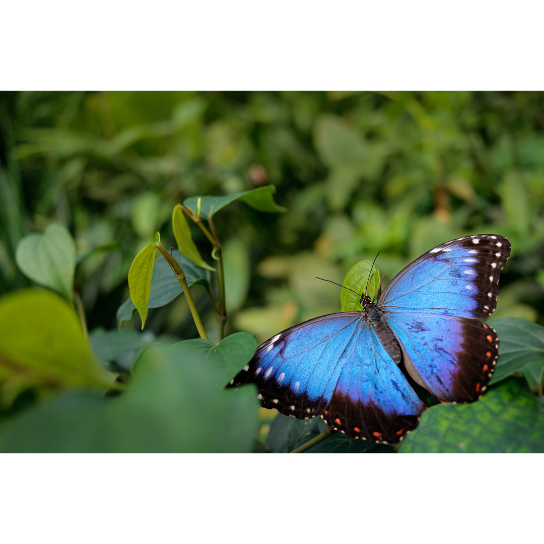 Blauer Schmetterling - Druck