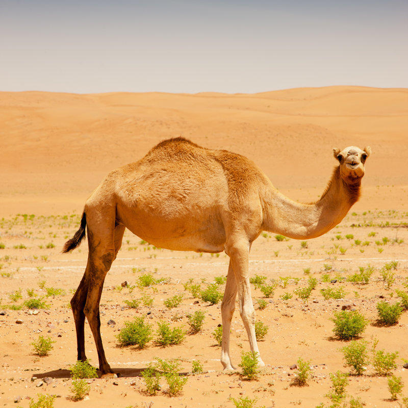 Camel In The Desert - Wrapped Canvas Print, 76cm H x 76cm W x 3.8cm D