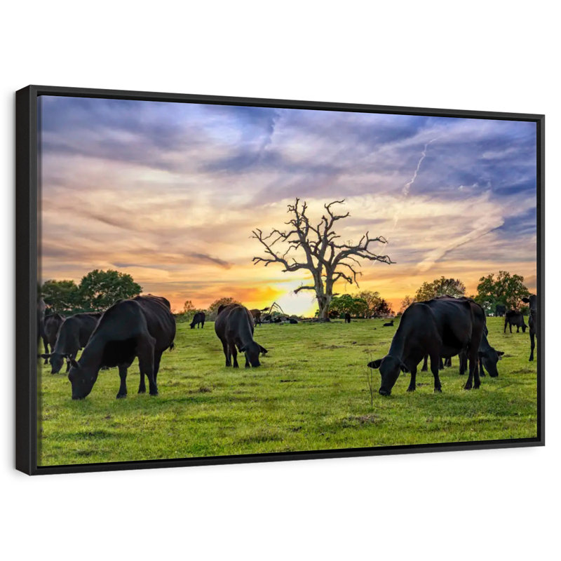 Pâturages Aberdeen Angus, Cadre flottant noir, 37 po x 25 po