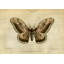 Crackled Canvas Moth II Print