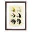 Bass Fishing Flies Versions 6 by Mary Orvis Marbury - Picture Frame Painting Print-55683605-55683607