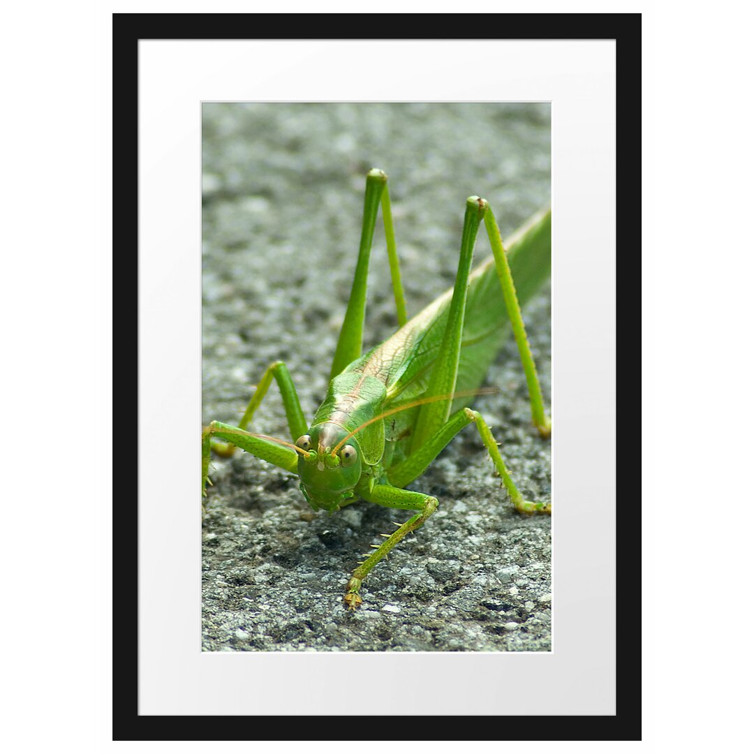 Gerahmtes Poster Freche kleine Heuschrecke