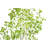 TREE FICUS HEART GROWER 7FT